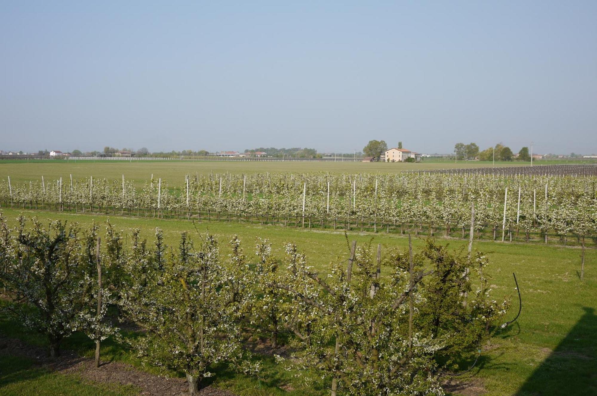Agriturismo Mongiorgi "I Salici" อันโซลา เดล เอมิเลีย ภายนอก รูปภาพ